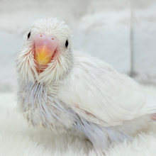 麗し🫧高嶺の存在感🐣🪻セキセイインコ ヒナ
