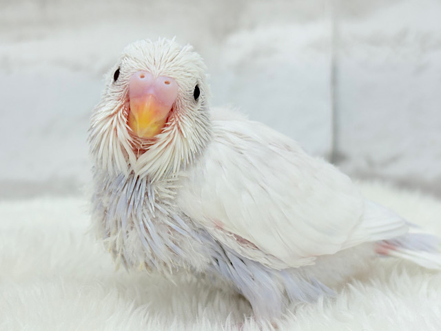 麗し🫧高嶺の存在感🐣🪻セキセイインコ ヒナ 麗し🫧高嶺の存在感🐣🪻セキセイインコ ヒナ