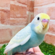 ②色鮮やかなセキセイちゃん🌈🌈🌈🌈　セキセイインコ（レインボー系）