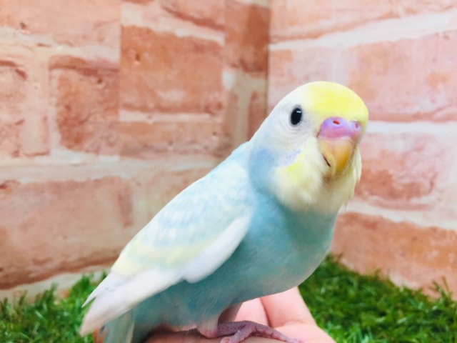 ②色鮮やかなセキセイちゃん🌈🌈🌈🌈 セキセイインコ(レインボー系) ②色鮮やかなセキセイちゃん🌈🌈🌈🌈 セキセイインコ(レインボー系)