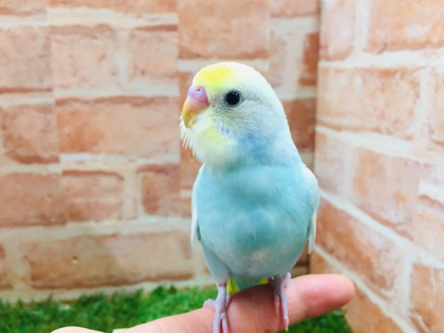 ②色鮮やかなセキセイちゃん🌈🌈🌈🌈 セキセイインコ(レインボー系) セキセイインコ