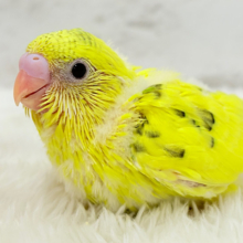 ふわっと♬のりのりたまたま🐣💛セキセイインコ(黄色ハルクイン) ヒナ