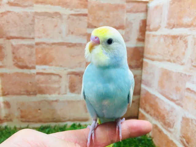 ②色鮮やかなセキセイちゃん🌈🌈🌈🌈 セキセイインコ(レインボー系) セキセイインコ