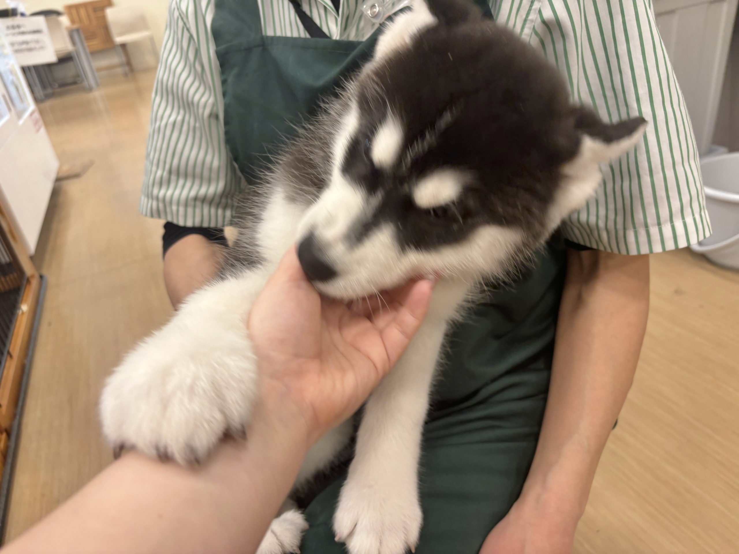 超絶イケメンとは俺のこと?シベリアンハスキーくん! シベリアンハスキー