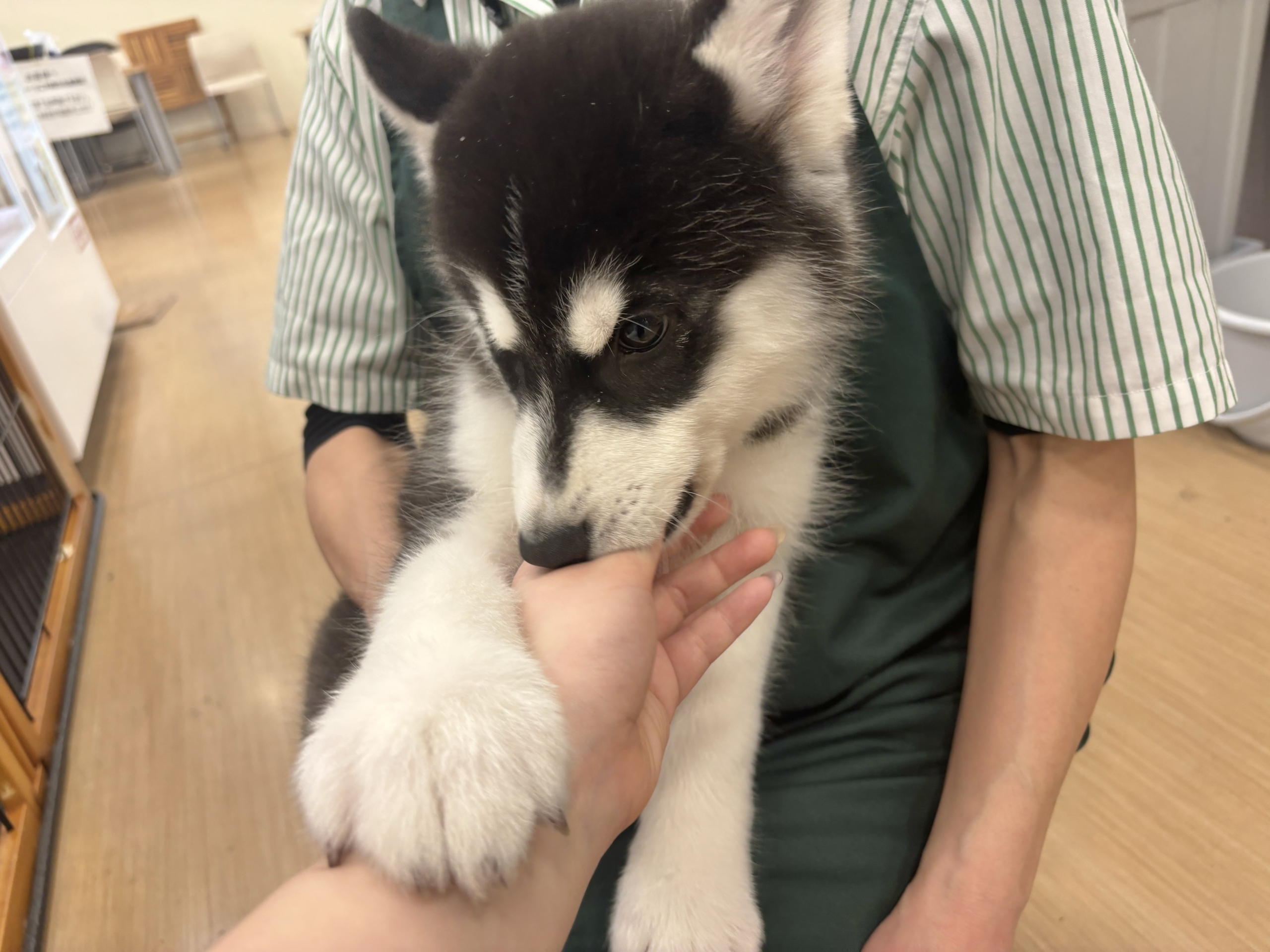 超絶イケメンとは俺のこと?シベリアンハスキーくん! シベリアンハスキー