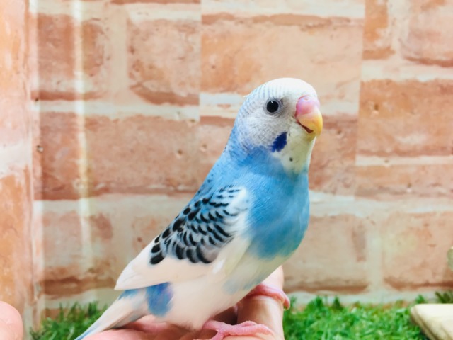 元気いっぱい💙💙💙 セキセイインコ(パイド) セキセイインコ