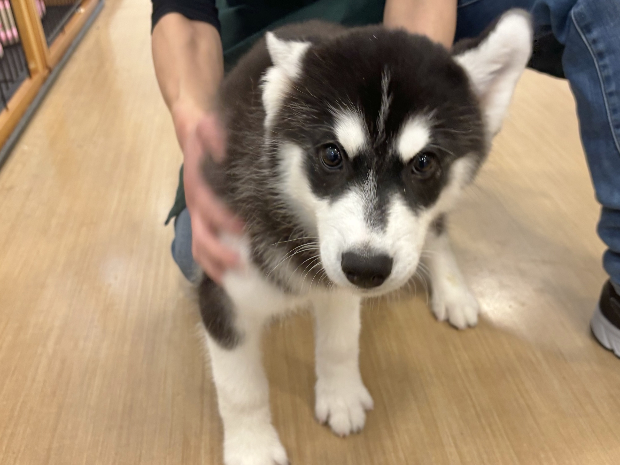 超絶イケメンとは俺のこと?シベリアンハスキーくん! シベリアンハスキー