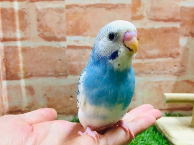 元気いっぱい💙💙💙 セキセイインコ(パイド) セキセイインコ