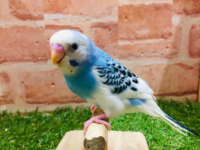 元気いっぱい💙💙💙 セキセイインコ(パイド) セキセイインコ
