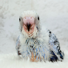 わた毛に包まれた妖精さん🐣🌟セキセイインコ(オパーリン) ヒナ