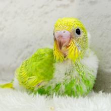 フレッシュ感たっぷり♡若草ベイビー🐣🌿セキセイインコ(スパングル) ヒナ