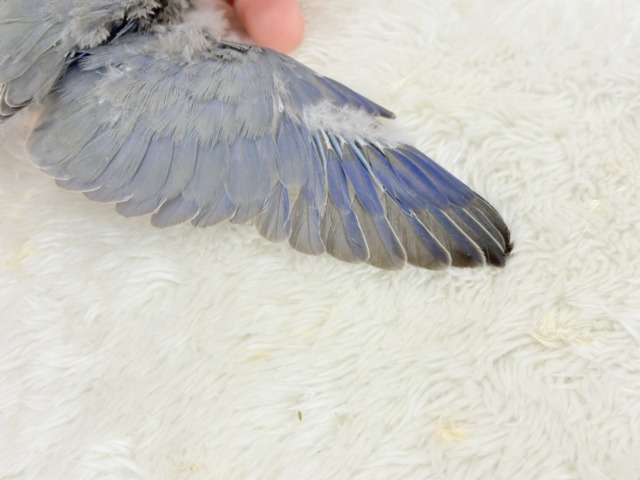 おめめくりくりっ💜元気っ子♬*°コザクラインコ(バイオレット) ヒナ コザクラインコ(小桜インコ)