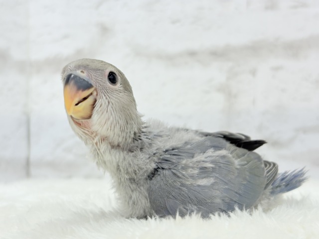 おめめくりくりっ💜元気っ子♬*°コザクラインコ(バイオレット) ヒナ コザクラインコ(小桜インコ)