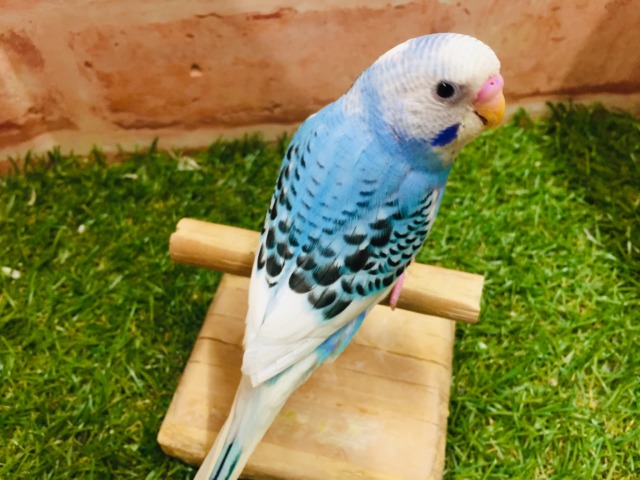 元気いっぱい💙💙💙 セキセイインコ(パイド) セキセイインコ