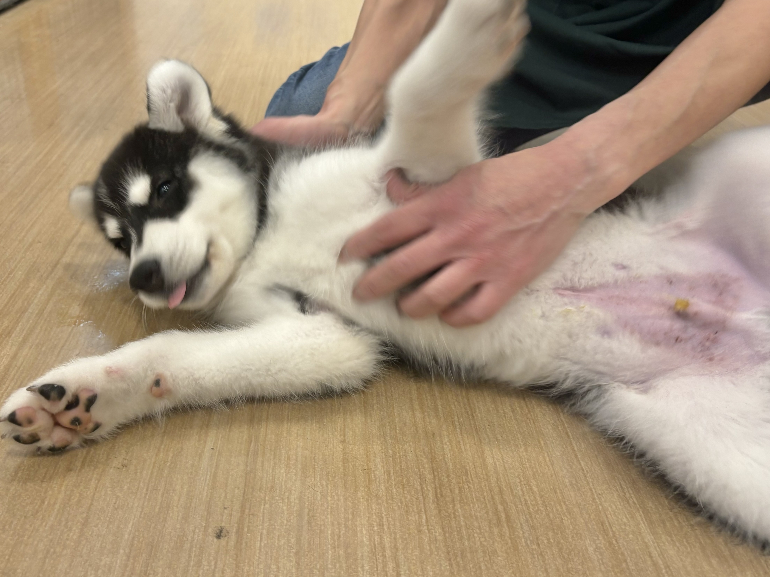 超絶イケメンとは俺のこと?シベリアンハスキーくん! シベリアンハスキー