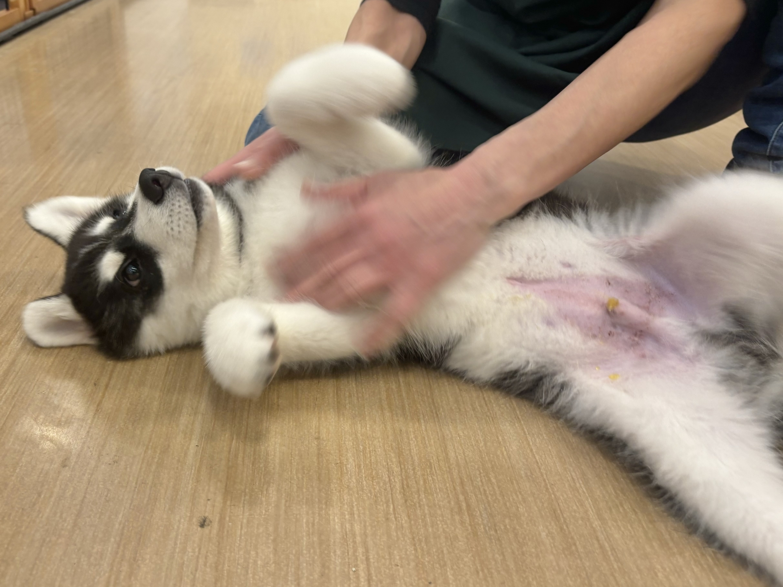 超絶イケメンとは俺のこと?シベリアンハスキーくん! シベリアンハスキー