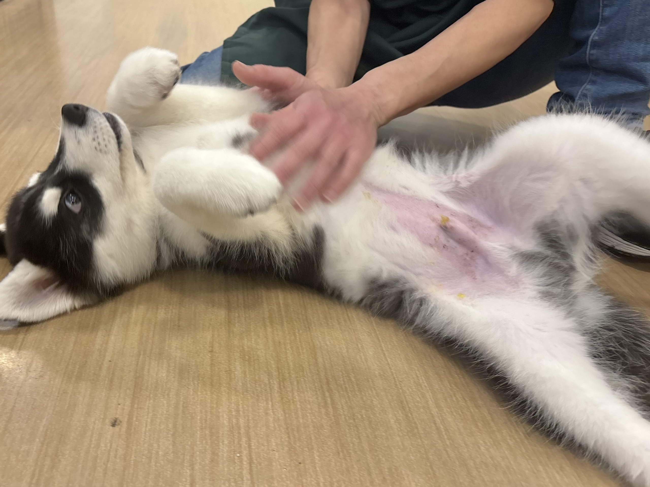 超絶イケメンとは俺のこと?シベリアンハスキーくん! シベリアンハスキー