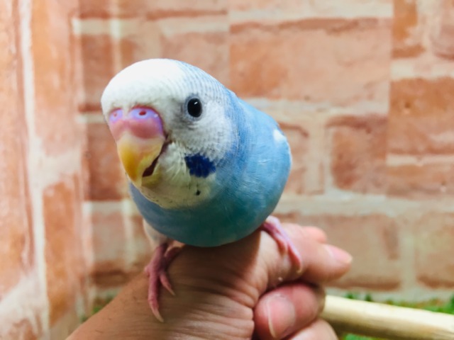 元気いっぱい💙💙💙 セキセイインコ(パイド) セキセイインコ