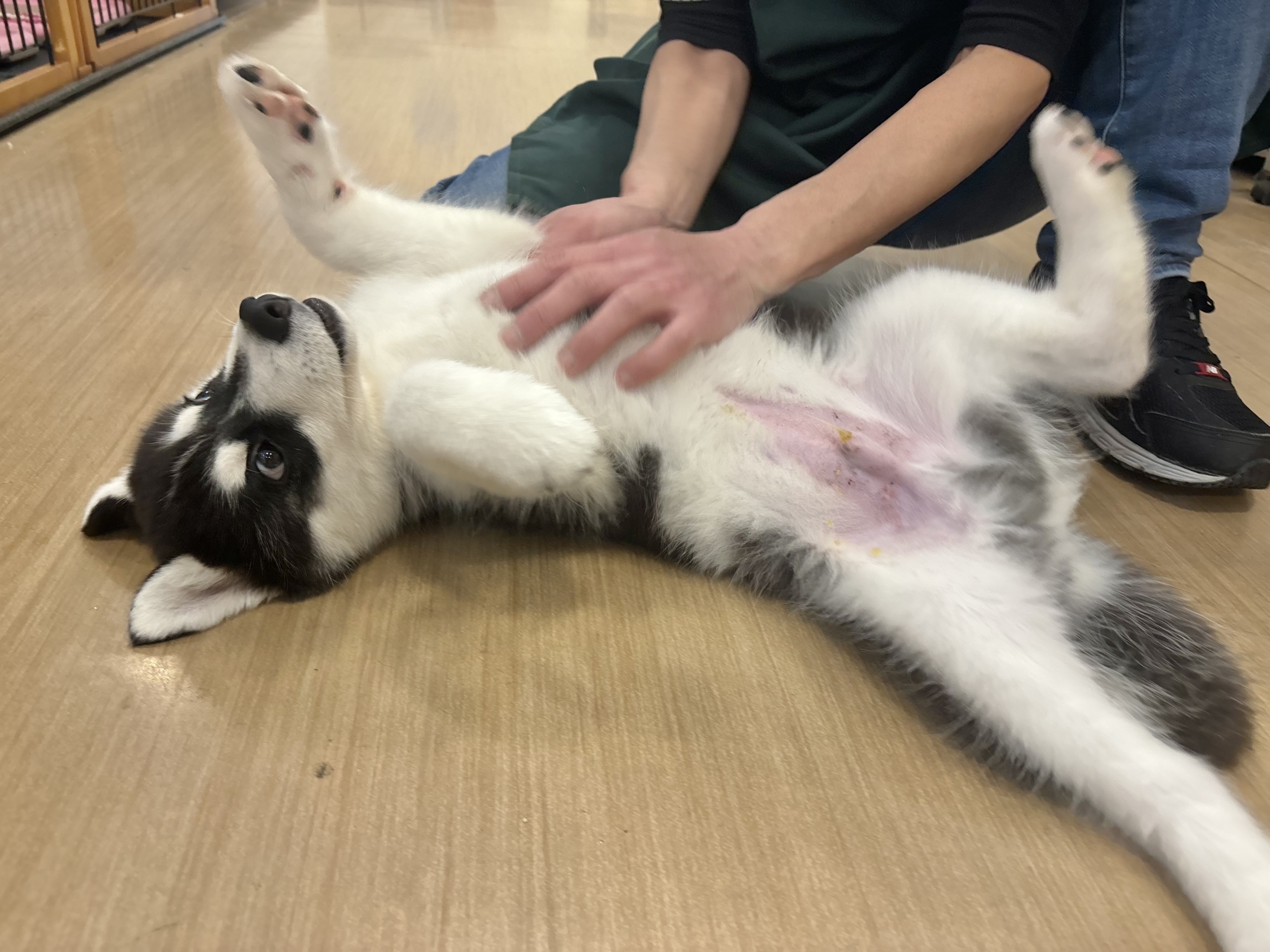 超絶イケメンとは俺のこと?シベリアンハスキーくん! シベリアンハスキー