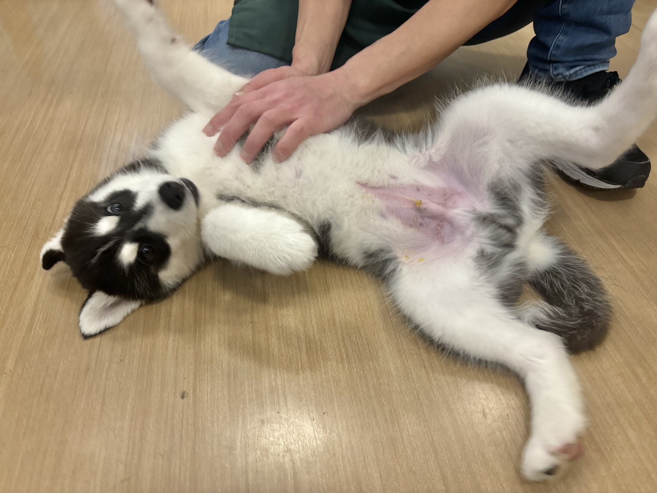 超絶イケメンとは俺のこと?シベリアンハスキーくん! シベリアンハスキー