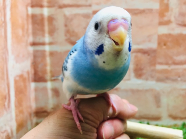 元気いっぱい💙💙💙 セキセイインコ(パイド) 元気いっぱい💙💙💙 セキセイインコ(パイド)
