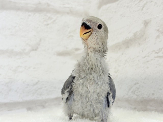 おめめくりくりっ💜元気っ子♬*°コザクラインコ(バイオレット) ヒナ コザクラインコ(小桜インコ)