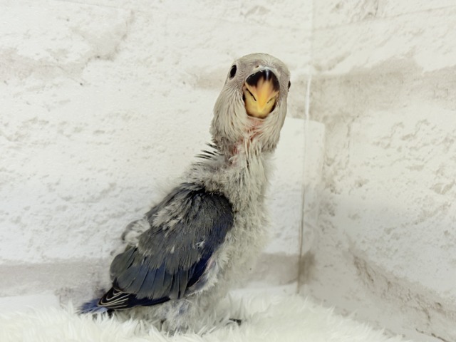 おめめくりくりっ💜元気っ子♬*°コザクラインコ(バイオレット) ヒナ コザクラインコ(小桜インコ)