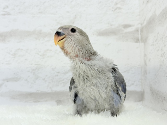 おめめくりくりっ💜元気っ子♬*°コザクラインコ(バイオレット) ヒナ コザクラインコ(小桜インコ)