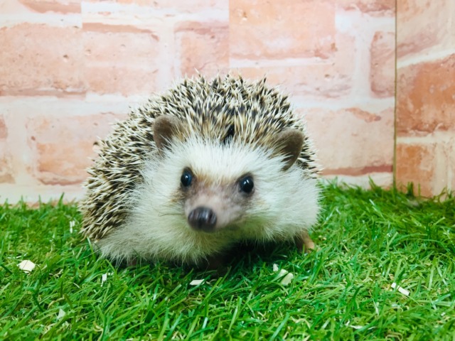 ヨツユビハリネズミ