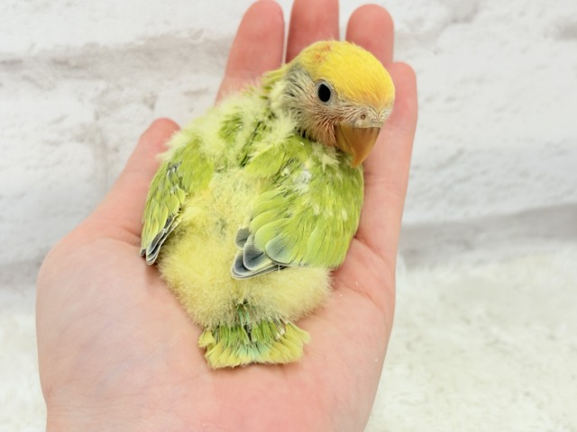 コザクラインコ（小桜インコ）