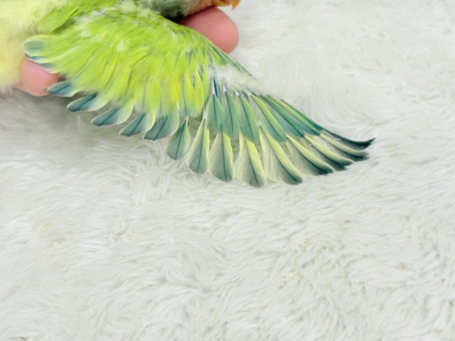 コザクラインコ（小桜インコ）