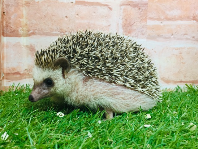もちもちハリネズミの”ブーちゃん”がやってきましたー(*’▽’)💗💗💗
