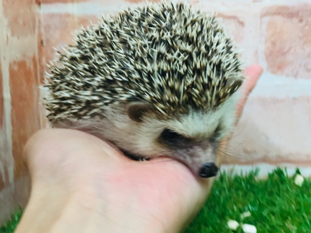 ヨツユビハリネズミ