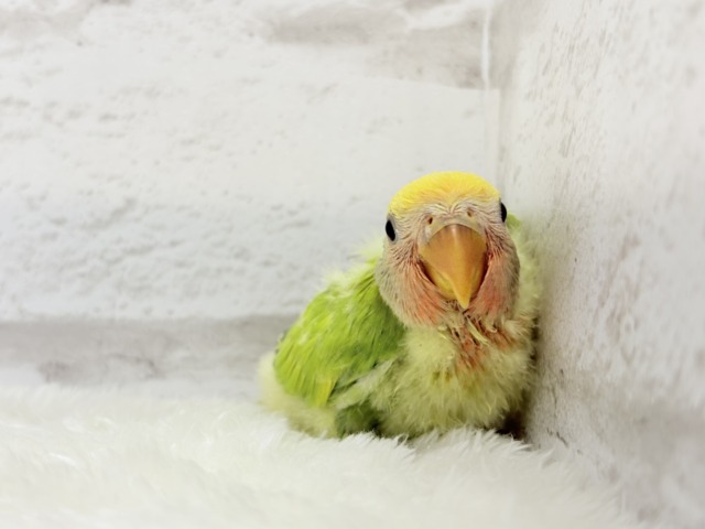 コザクラインコ（小桜インコ）