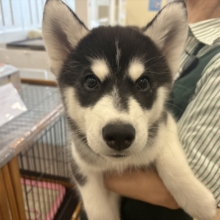 超絶イケメンとは俺のこと？シベリアンハスキーくん！