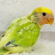 花束カラーに癒される🐣💐コザクラインコ(タイガーチェリー) ヒナ