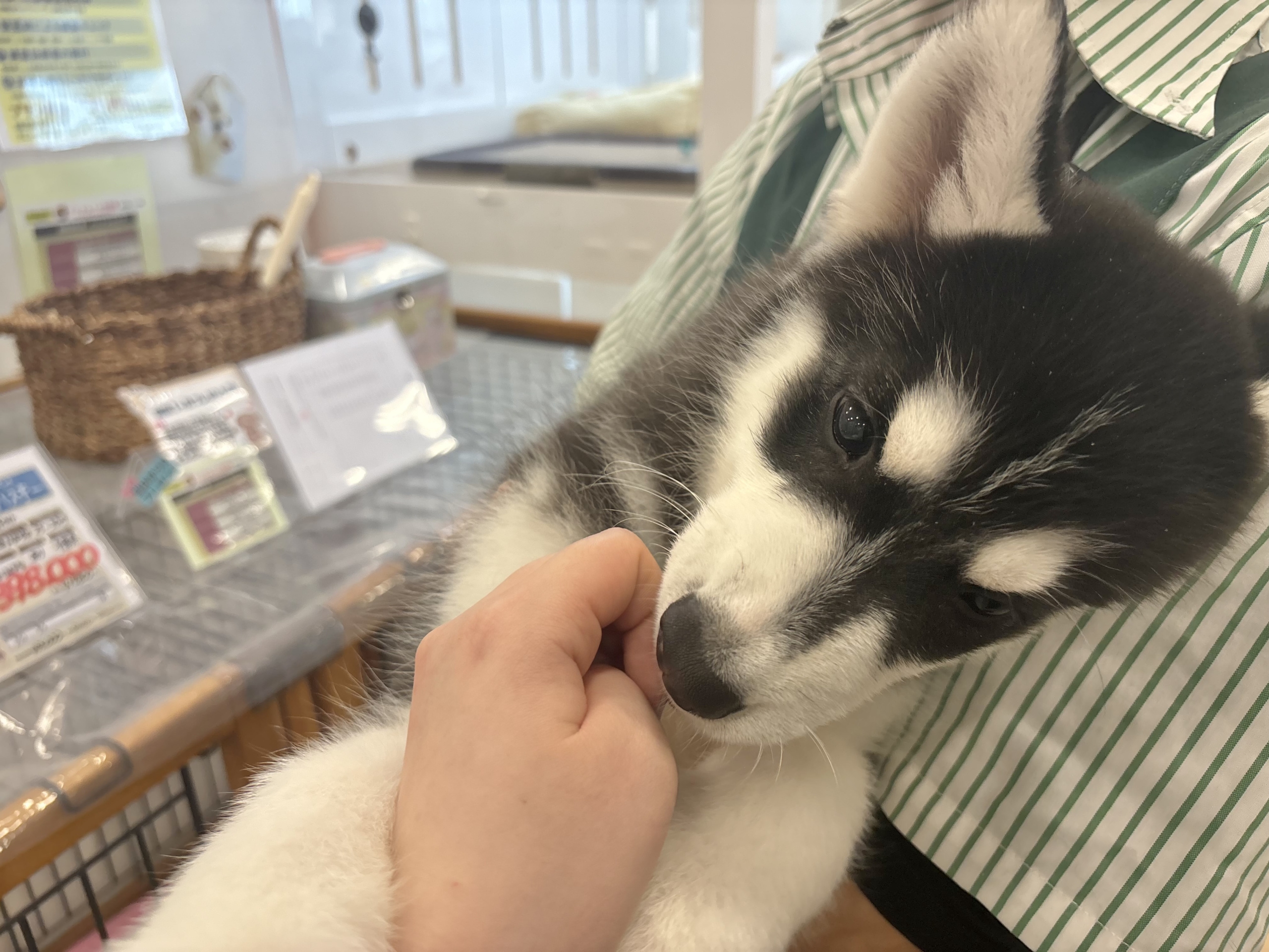 超絶イケメンとは俺のこと?シベリアンハスキーくん! シベリアンハスキー