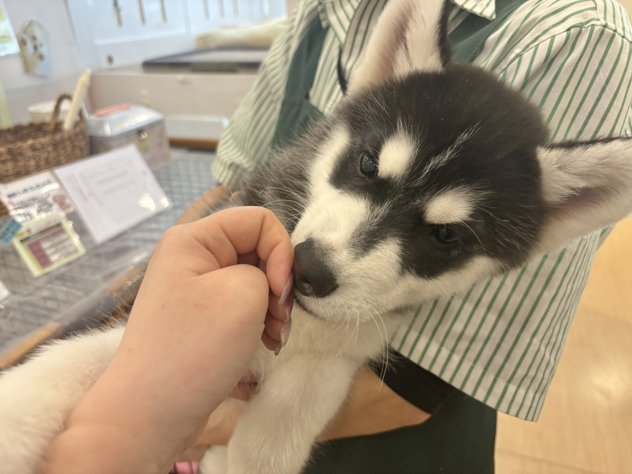 超絶イケメンとは俺のこと?シベリアンハスキーくん! シベリアンハスキー