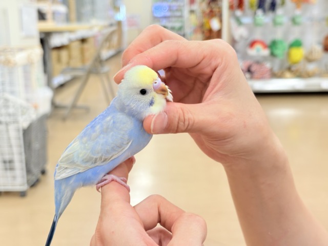 セキセイインコ