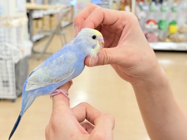 セキセイインコ