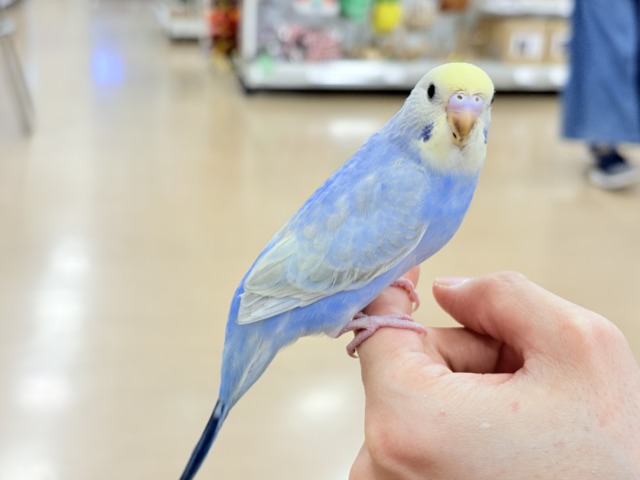 セキセイインコ