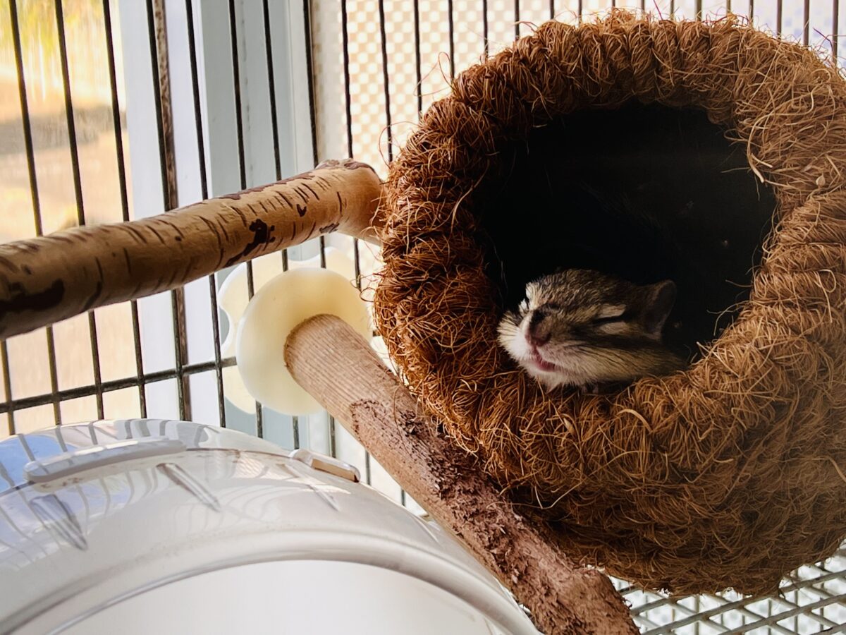シマリス（ノーマル）