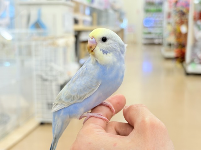 セキセイインコ