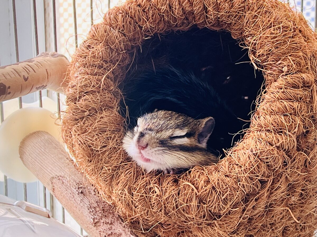 シマリス（ノーマル）