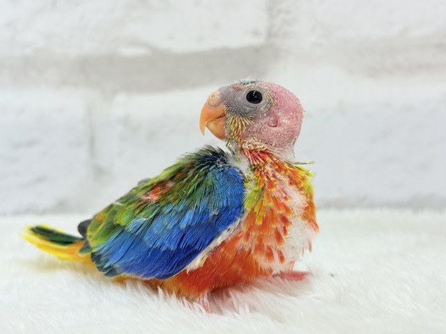 キキョウインコ（桔梗インコ）