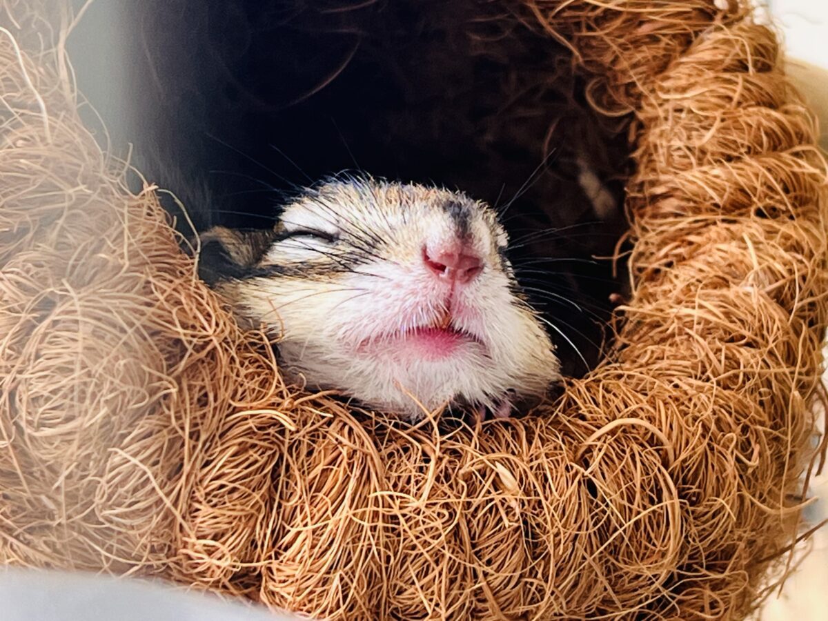 シマリス（ノーマル）