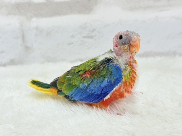 キキョウインコ（桔梗インコ）