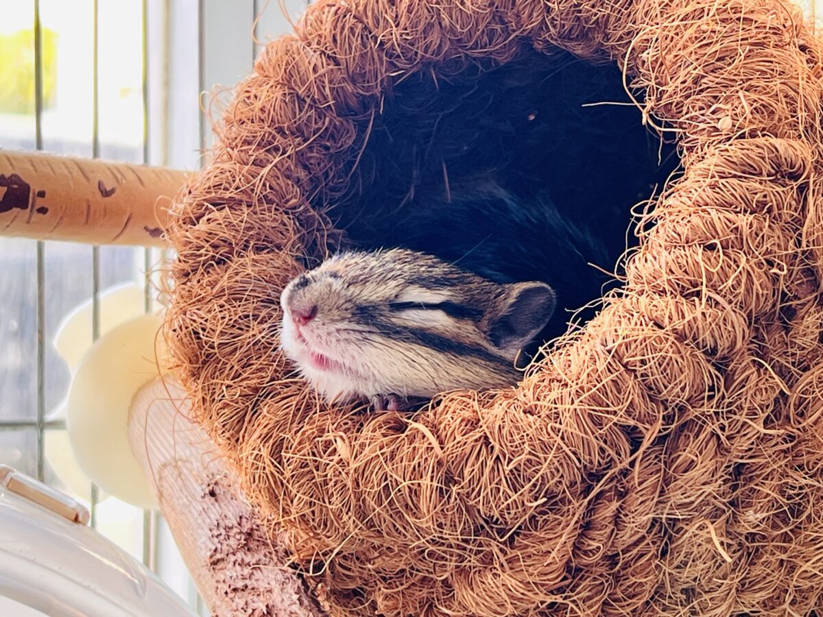 シマリス（ノーマル）