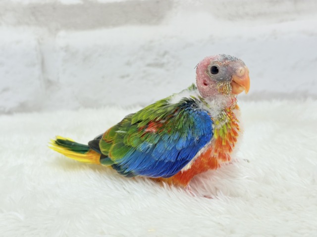 キキョウインコ（桔梗インコ）