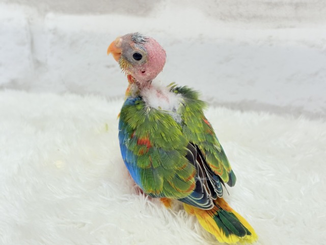 キキョウインコ（桔梗インコ）